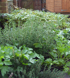herb_garden